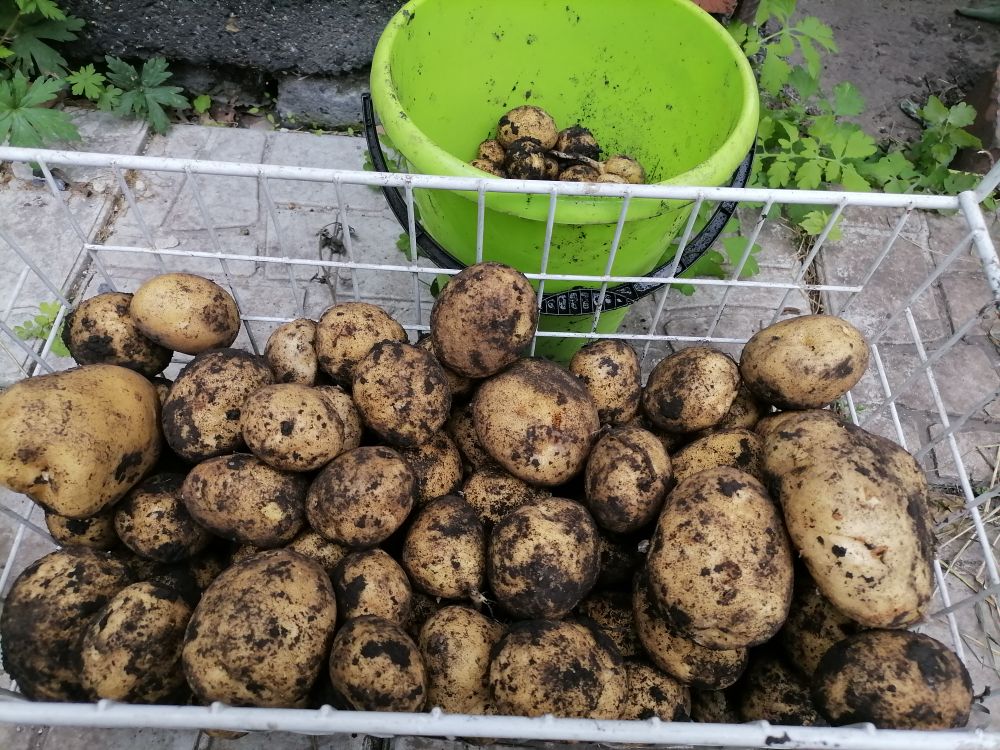 сорта картофеля королева анна • уДачный проект